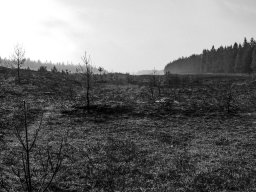 IMGP9751-Aafbraendt hede